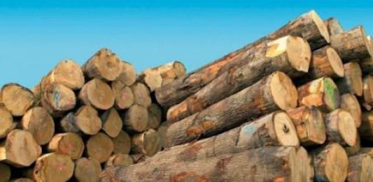 La filière bois gangrenée au Cameroun