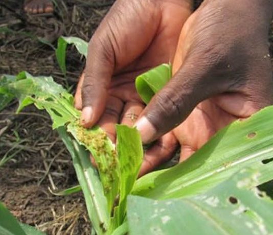 Cameroun : le développement rural pris en otage