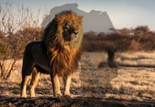 La prospérité de l’Afrique passe par l’Afrique