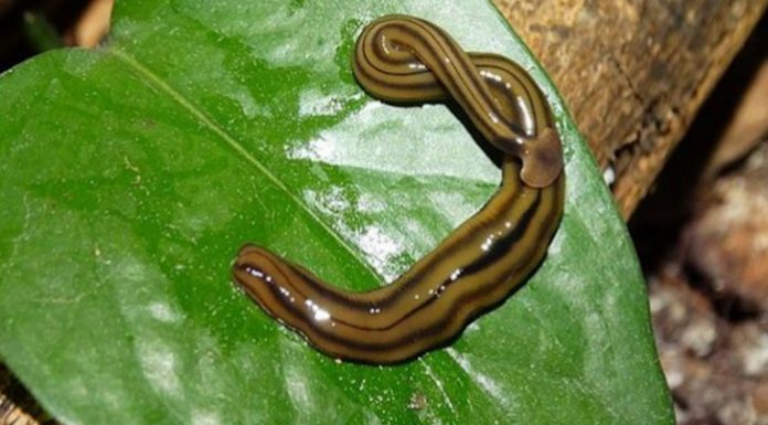 Des vers géants envahissent les jardins français et menacent la biodiversité