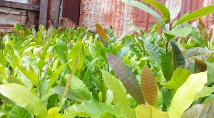 Anacarde: La campagne de vente des plants greffés officiellement ouverte