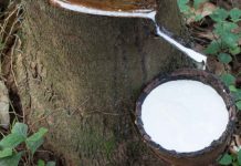 Le caoutchouc ne fait plus recette en Côte d’Ivoire, 1er producteur africain