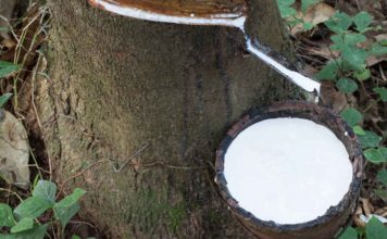Le caoutchouc ne fait plus recette en Côte d’Ivoire, 1er producteur africain