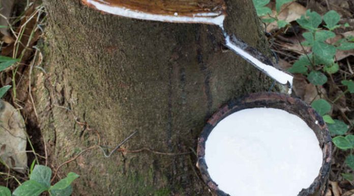 Le caoutchouc ne fait plus recette en Côte d’Ivoire, 1er producteur africain