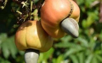 Côte d’Ivoire: le gouvernement réduit le taux du droit unique de sortie sur la noix de cajou