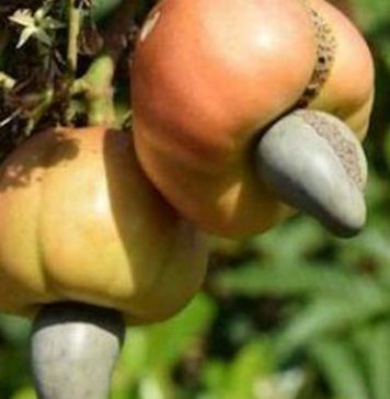 Côte d’Ivoire: le gouvernement réduit le taux du droit unique de sortie sur la noix de cajou