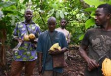 « La chute du cours du cacao a un lien direct avec la pauvreté qui sévit en Afrique de l’Ouest »