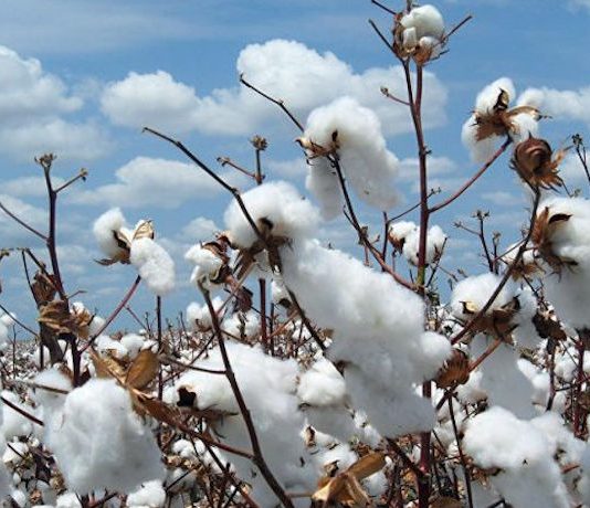 Bénin: la libéralisation booste la filière coton