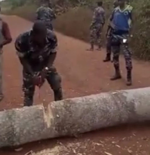 DIMBOKRO: Ces braves gendarmes sont chargés de livrer le matériel électoral dans une localité située à 35km. Ils n'ont pas encore réussi à couper le 1er tronc d'arbre, le plus petit, intentionnellement posé sur la voie, par les populations. D'autres troncs d'arbres les attendent devant. Avec beaucoup de courage, ils atteindront la localité, dans 3 jours, pour accomplir leur mission de livraison de matériel électoral. 31.10.2020.