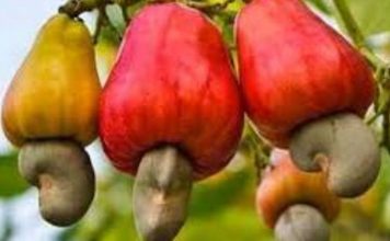 Anacarde: Le prix plancher de la noix de cajou fixé à 275 Fcfa