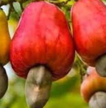Anacarde: Le prix plancher de la noix de cajou fixé à 275 Fcfa