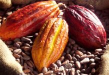 Côte d’Ivoire: l’agriculture durable gagne du terrain