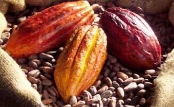 Côte d’Ivoire: l’agriculture durable gagne du terrain