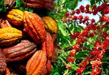 Agriculture : Le Conseil café-cacao annonce l’arrestation de quatre acheteurs « véreux » dans l’Ouest