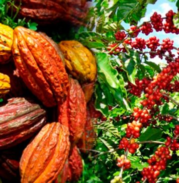 Agriculture: Le Conseil café-cacao annonce l’arrestation de quatre acheteurs « véreux » dans l’Ouest