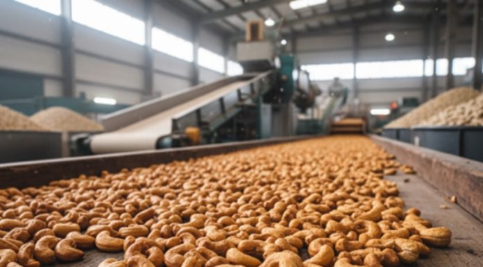 Côte d’Ivoire: la transformation du cacao et de la cajou accélère la montée en puissance agro-industrielle