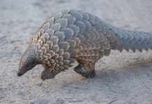 Trafic de pangolins: l’Afrique de l’Ouest au cœur d’un commerce illégal vers la Chine