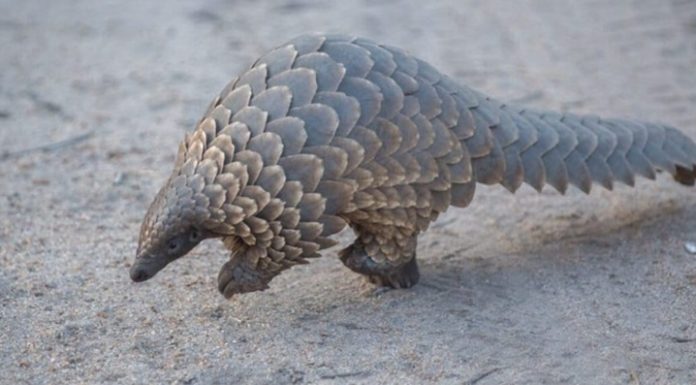 Trafic de pangolins: l’Afrique de l’Ouest au cœur d’un commerce illégal vers la Chine