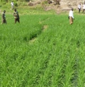 Riziculture aménagée à Zouan-Hounien: une stratégie agricole au service de la lutte contre le paludisme