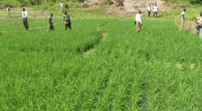 Riziculture aménagée à Zouan-Hounien: une stratégie agricole au service de la lutte contre le paludisme