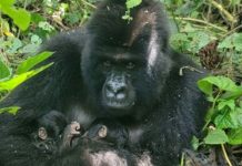 Naissance rare de jumeaux gorilles dans le parc des Virunga en RDC